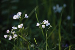 DSCF4869