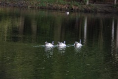 DSCF4896