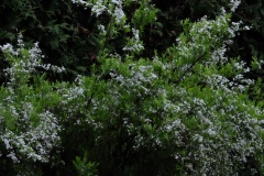 DSCF9811