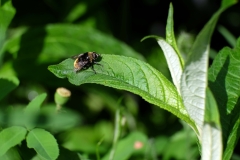 DSCF5897-16zu9-Hummel-1