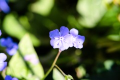 DSCF0016