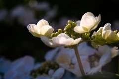 DSCF0060