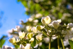DSCF0076