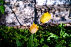DSCF0081