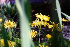 DSCF0087