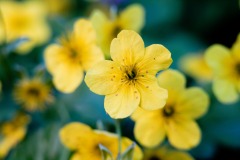 DSCF0154