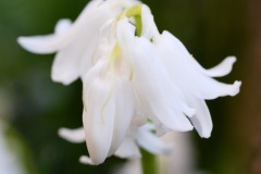 DSCF0191