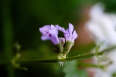 DSCF0197