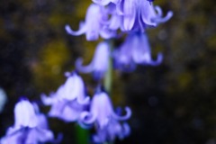 DSCF0243