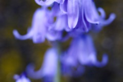 DSCF0244