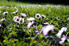 DSCF0277