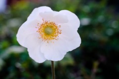 DSCF0309