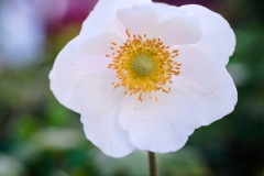 DSCF0311