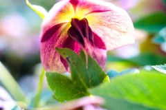 DSCF0074