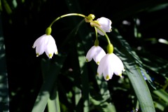 DSCF0101