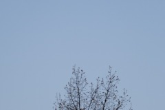 DSCF5712