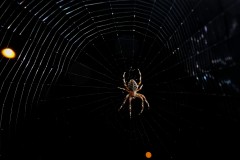 DSCF4231
