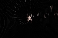 DSCF4236