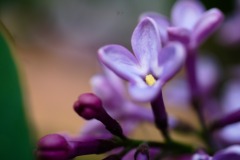 DSCF0265