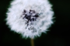 DSCF0268